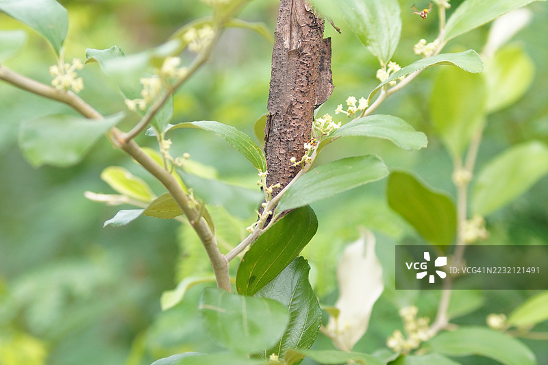 膜翅目黄蜂在枣花上飞舞图片素材