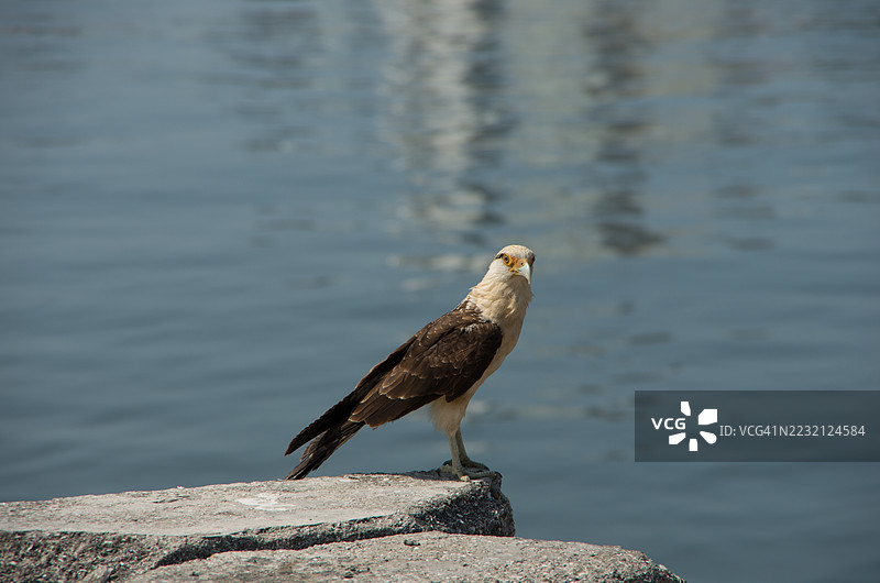 黄头卡拉鹰（Milvago chimachima），一种猎鹰，正站在哥伦比亚玻利瓦尔省卡塔赫纳的钱巴库泻湖旁的一块石头上。图片素材