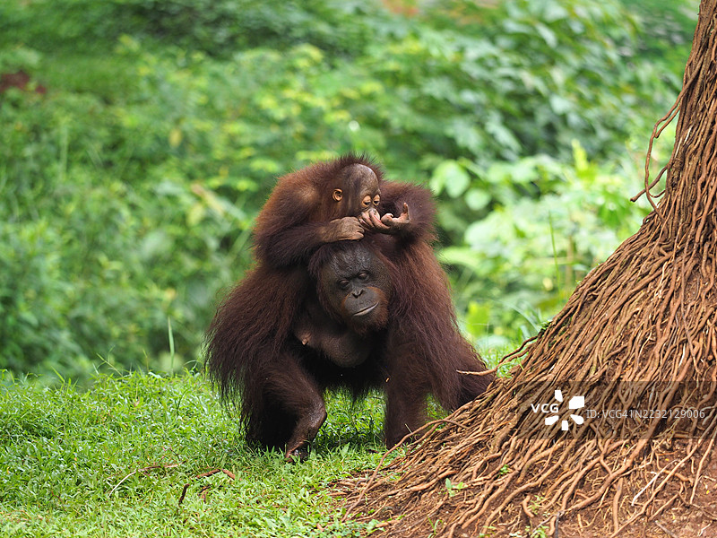婆罗洲猩猩母亲与她的宝宝在草地上玩耍图片素材