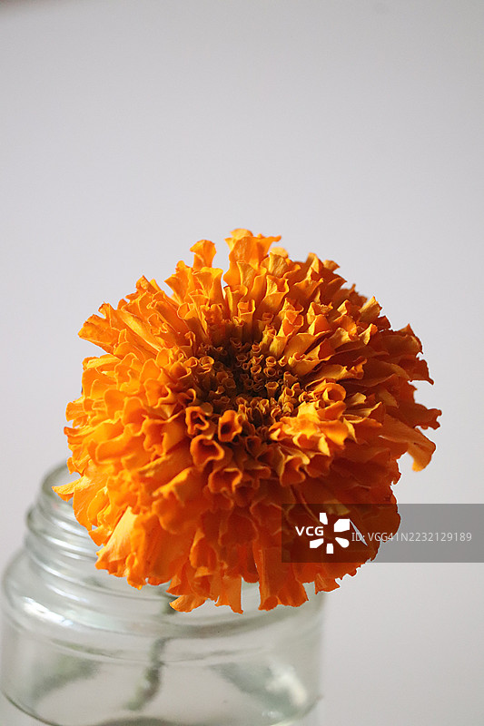 白色背景下，盛有水的玻璃梅森罐中一朵金盏花的特写图片素材