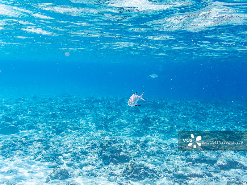 美丽的小斑点飞鱼,Trachinotus baillonii,栖息在美丽的白色沙滩上。半水面摄影。一群热带鱼。美丽的珊瑚礁和游泳的人们。Gahi岛,座间味岛,慶良間群岛,岛尻郡,冲绳 - 2025图片素材