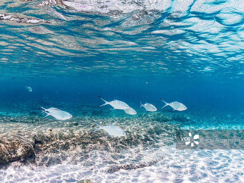 美丽的小斑点飞鱼，Trachinotus baillonii，栖息在美丽的白色沙滩上。半水面摄影。一群热带鱼。美丽的珊瑚礁和游泳的人们。Gahi岛，座间味岛，慶良間群岛，岛尻郡，冲绳 - 2025图片素材