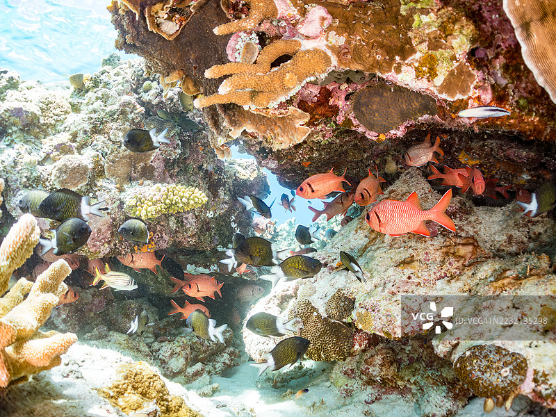 美丽的斑点眼士兵鱼(Myripristis berndti)和萨马拉松鱼(Neoniphon sammara)等在海洞中的鱼群,周围是奇妙的珊瑚礁。一群热带鱼。美丽的珊瑚礁和游泳的人们。加希岛,座间味。图片素材