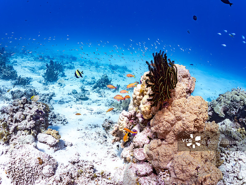 海金鱼，鳞鳍伪鲷，蓝绿小丑鱼，蓝绿克罗米斯，日出蝴蝶鱼，克莱尼蝴蝶鱼，一群热带鱼。美丽的珊瑚礁和游泳的人们。Gahi岛，座间味岛，慶良間群岛。图片素材