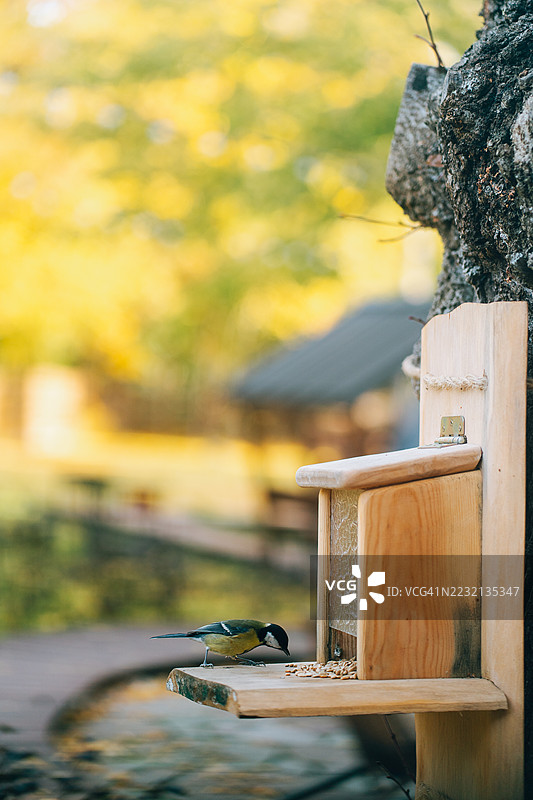 小鸟在树上的鸟食器里吃种子图片素材