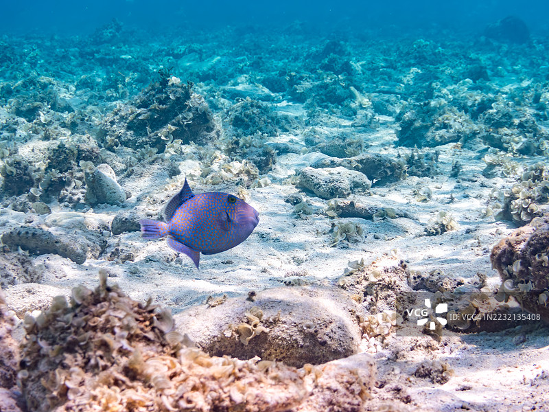 黄斑触发鱼，蓝金触发鱼。一群热带鱼。美丽的珊瑚礁和游泳的人们。Gahi岛，座间味岛，慶良間群岛，岛尻郡，冲绳，日本 - 2025年6月29日图片素材