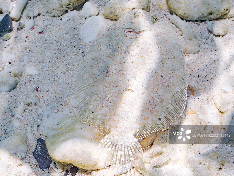 豹鲽，学名：Bothus pantherinus。一群热带鱼。美丽的珊瑚礁和游泳的人们。加比岛，座间味岛，慶良間群岛，岛尻郡，冲绳，日本 - 2025年6月29日图片素材