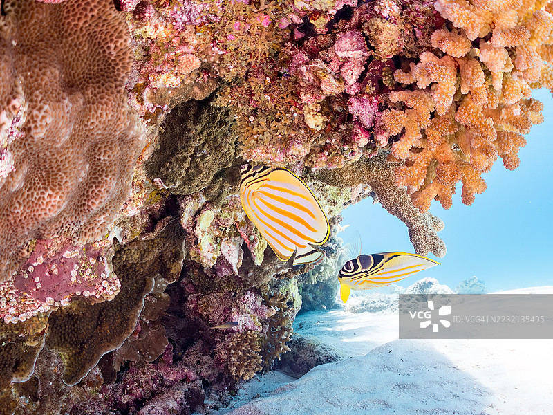 华丽蝴蝶鱼，学名Chaetodon ornatissimus。一群热带鱼。美丽的珊瑚礁和游泳的人们。加比岛，座间味岛，慶良間群岛，岛尻郡，冲绳，日本 - 2025年6月29日图片素材