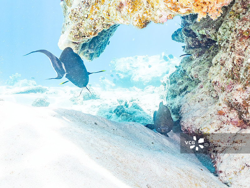 孔雀石斑鱼,孔雀珊瑚鱼,斑点鱼。热带鱼群。美丽的珊瑚礁和游泳的人们。Gahi岛,座间味岛,慶良間群岛,岛尻郡,日本冲绳 - 2025年6月29日图片素材
