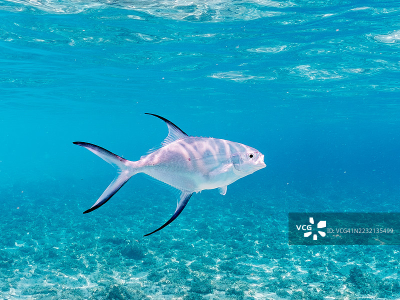 美丽的小斑点飞鱼,Trachinotus baillonii,栖息在美丽的白色沙滩上。半水面摄影。一群热带鱼。美丽的珊瑚礁和游泳的人们。Gahi岛,座间味岛,慶良間群岛,岛尻郡,冲绳 - 2025图片素材