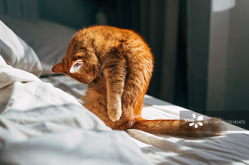 成年橘猫在床上休息。特写。图片素材