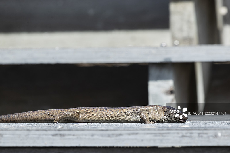 国王蜥蜴图片素材