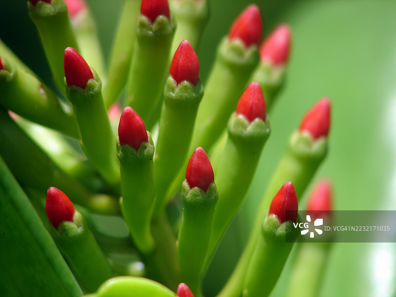一组红色尖花蕾从粗壮的绿色茎上冒出，特写镜头。图片素材
