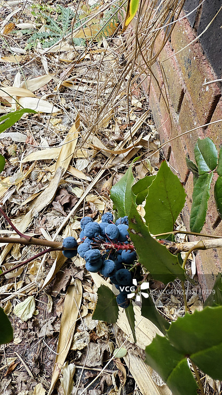 俄勒冈葡萄（Berberis Aquilfolium）灌木，枝头结满果实的特写镜头图片素材