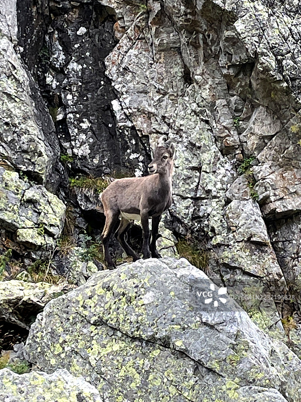 梅尔坎图尔公园的山羚羊图片素材