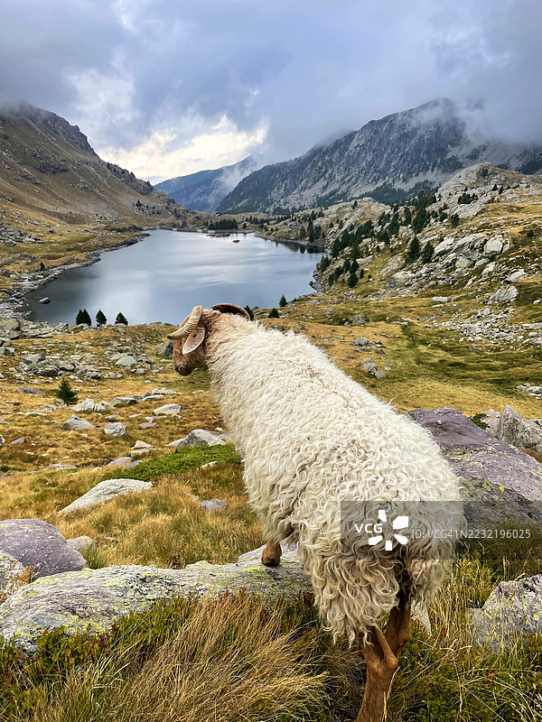 法国梅尔坎图尔公园的一只羊图片素材