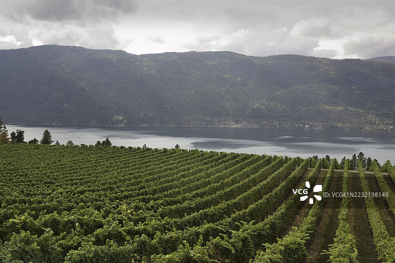 秋天的湖边和山脉旁的葡萄园。图片素材
