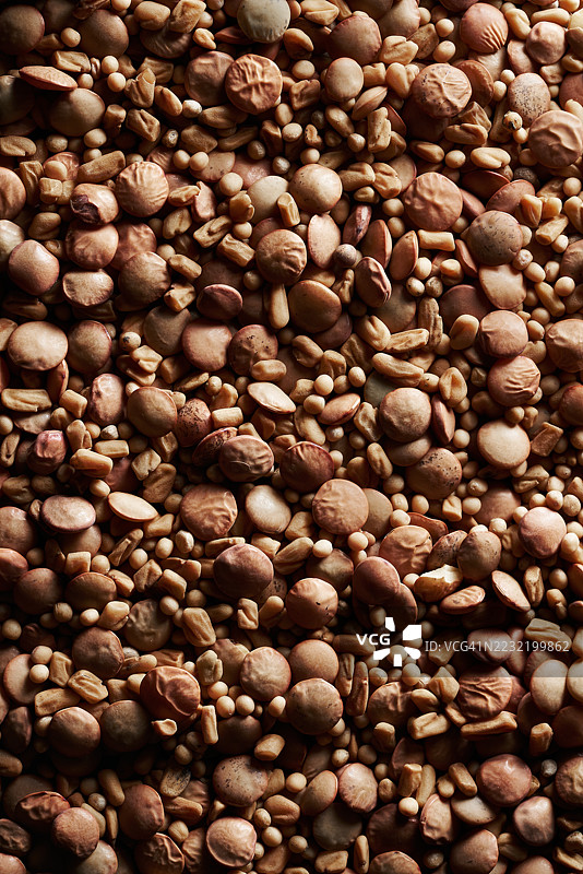 发芽种子的混合物：胡芦巴、扁豆、萝卜特写。图片素材