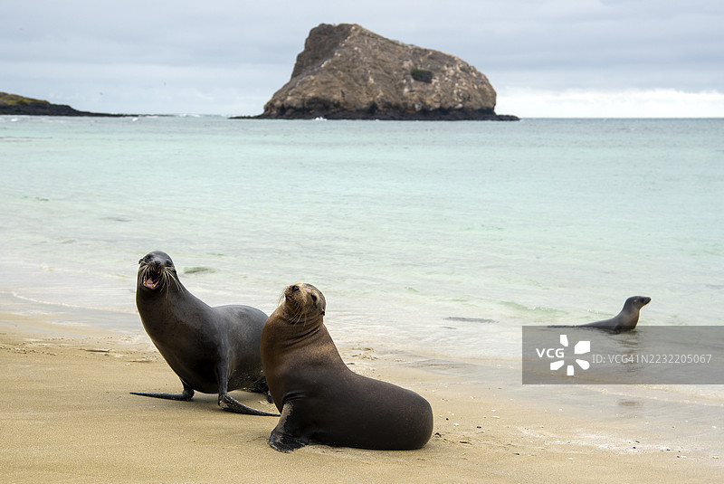 加拉帕戈斯群岛的海狮图片素材