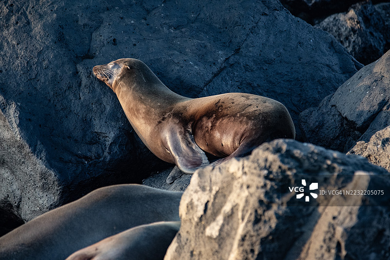 加拉帕戈斯群岛的海狮图片素材