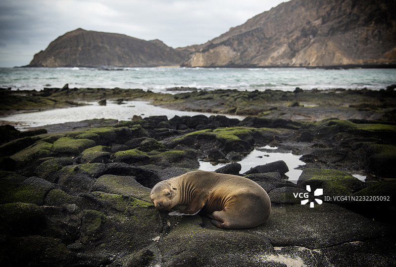 加拉帕戈斯群岛的海狮图片素材
