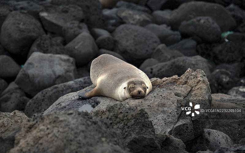 加拉帕戈斯群岛的海狮图片素材