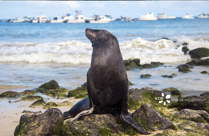 加拉帕戈斯群岛的海狮图片素材