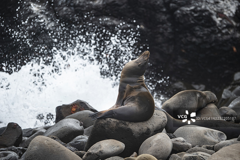 加拉帕戈斯群岛的海狮图片素材