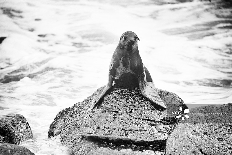 加拉帕戈斯群岛的海狮图片素材