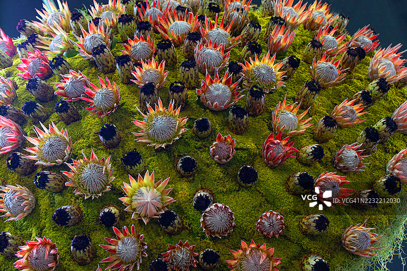 国王波特花的花艺作品图片素材