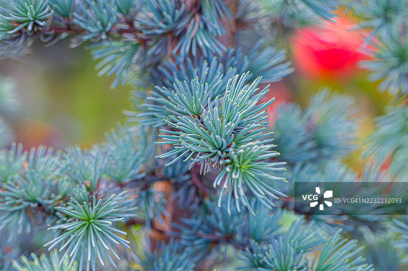 雪松树图片素材