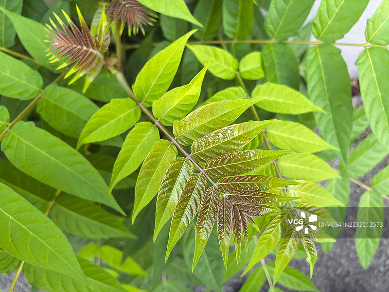 臭椿特写镜头图片素材