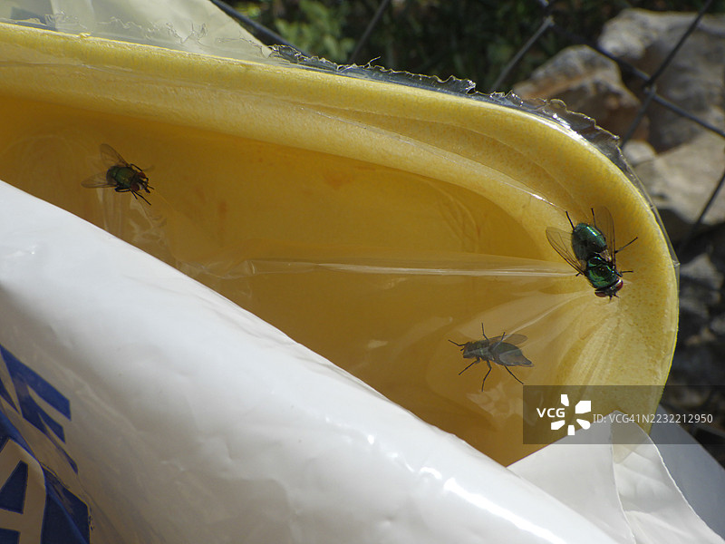 塑料食品上的苍蝇图片素材