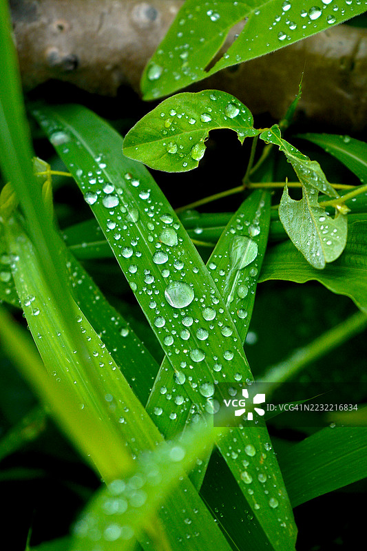 鲜艳绿色叶子上的雨滴特写图片素材