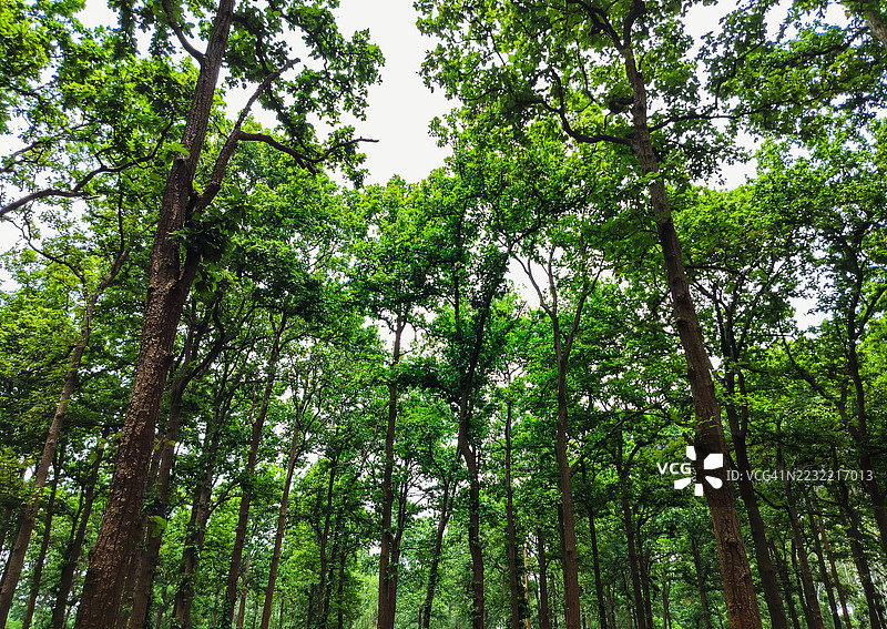 茂密森林中高大的树木与郁郁葱葱的树叶图片素材