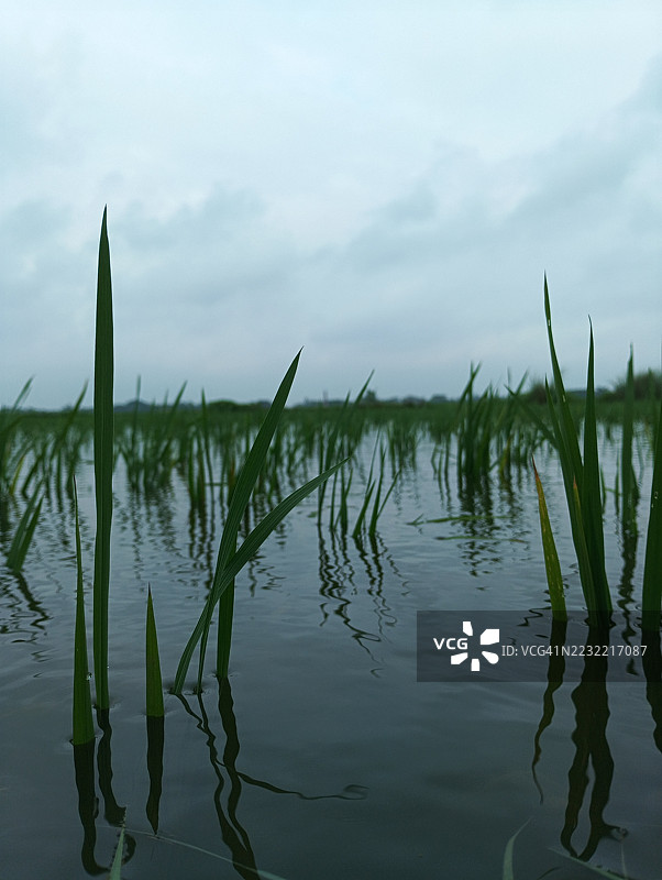 宁静的湖泊与高草在阴云密布的天空下的倒影图片素材