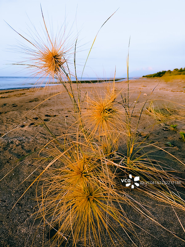 海岸沙滩场景，前景有尖刺草图片素材