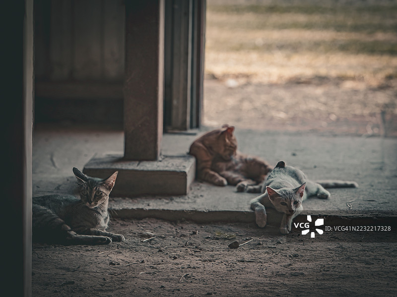三只猫在乡村环境中休息图片素材