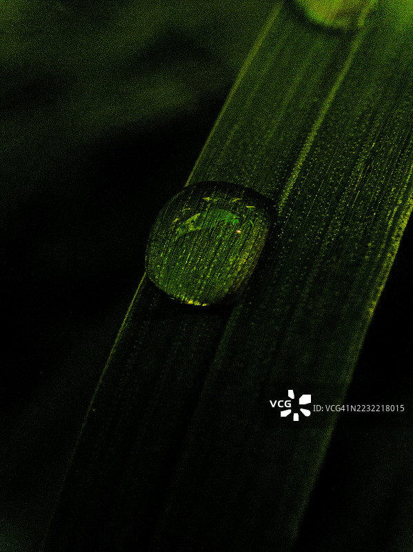 露珠覆盖的叶子特写，生机勃勃的绿色环境中图片素材