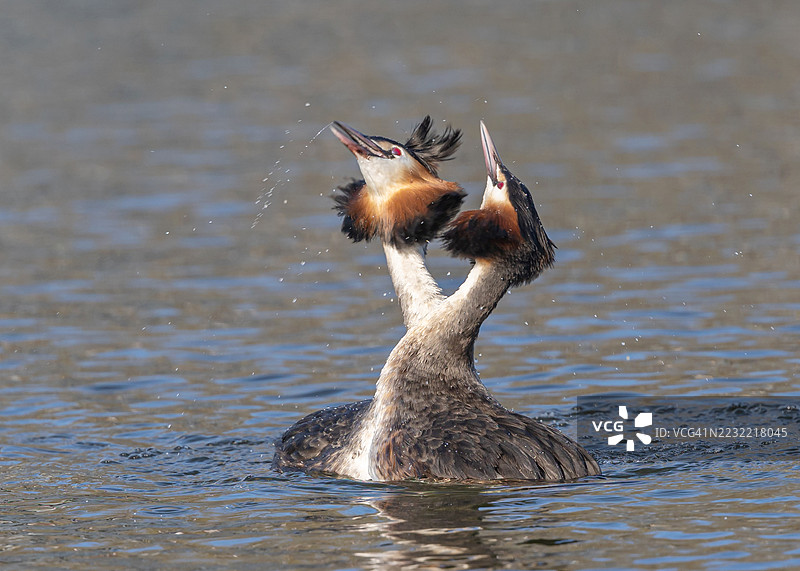 两只大斑头雁在湖中进行求偶展示图片素材