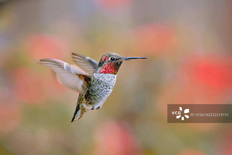 飞行中的蜂鸟特写，背景为模糊的花卉。图片素材