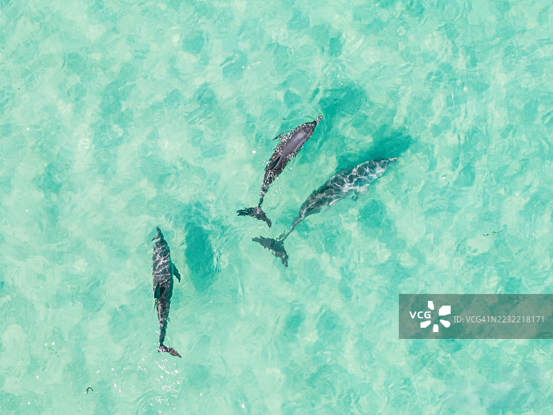 高角度视图下的海豚在清澈的碧绿色海水中游泳图片素材