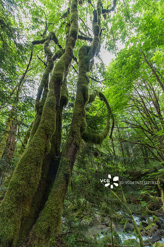 覆盖苔藓的树木在郁郁葱葱的森林中，美国图片素材