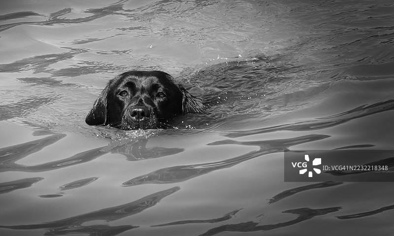 黑色拉布拉多寻回犬在水中游泳图片素材