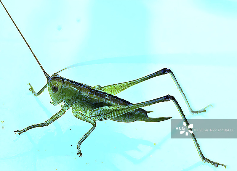 蓝色背景上的蚂蚱特写镜头图片素材