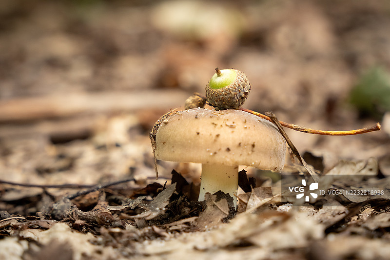 森林地面上蘑菇的特写，旁边有一个橡果图片素材