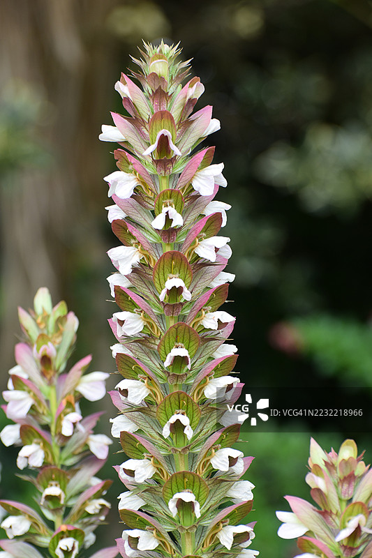 盛开的刺芹花特写图片素材