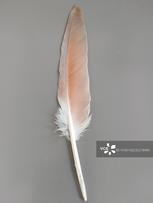 灰色背景上的单根羽毛特写图片素材
