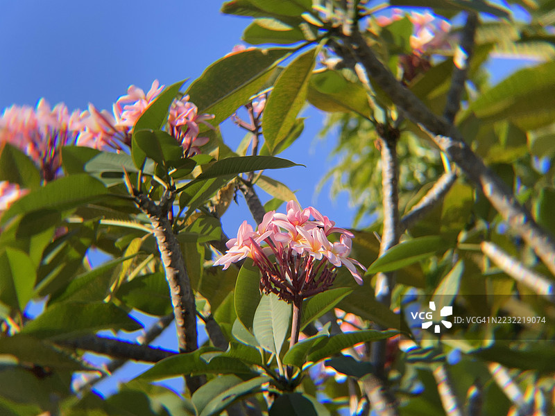 粉色的夹竹桃花在晴朗的蓝天中绽放图片素材