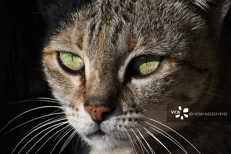 猫咪面部特写，绿色眼睛炯炯有神图片素材